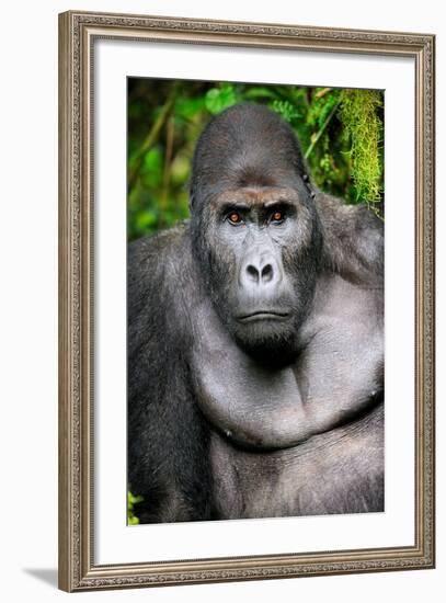 Silverback Male Eastern Lowland Gorilla (Gorilla Beringei Graueri)-Eric Baccega-Framed Photographic Print