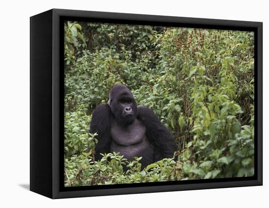 Silverback Mountain Gorilla, Amongst Vegetation, Zaire-Staffan Widstrand-Framed Premier Image Canvas