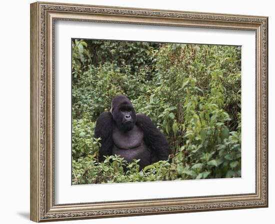 Silverback Mountain Gorilla, Amongst Vegetation, Zaire-Staffan Widstrand-Framed Photographic Print