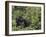 Silverback Mountain Gorilla, Amongst Vegetation, Zaire-Staffan Widstrand-Framed Photographic Print