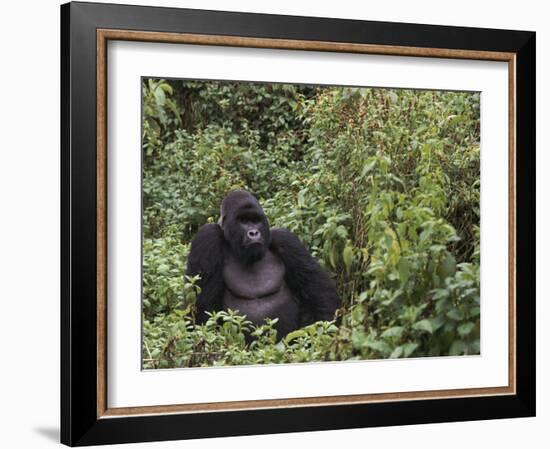 Silverback Mountain Gorilla, Amongst Vegetation, Zaire-Staffan Widstrand-Framed Photographic Print