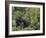 Silverback Mountain Gorilla, Amongst Vegetation, Zaire-Staffan Widstrand-Framed Photographic Print