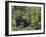 Silverback Mountain Gorilla, Amongst Vegetation, Zaire-Staffan Widstrand-Framed Photographic Print