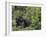 Silverback Mountain Gorilla, Amongst Vegetation, Zaire-Staffan Widstrand-Framed Photographic Print