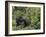 Silverback Mountain Gorilla, Amongst Vegetation, Zaire-Staffan Widstrand-Framed Photographic Print