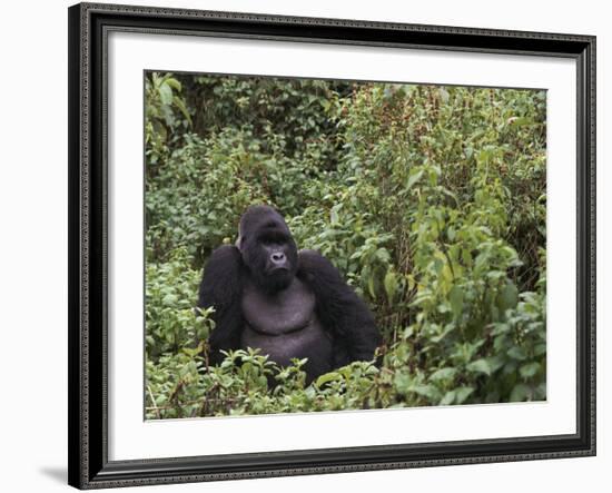 Silverback Mountain Gorilla, Amongst Vegetation, Zaire-Staffan Widstrand-Framed Photographic Print