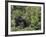 Silverback Mountain Gorilla, Amongst Vegetation, Zaire-Staffan Widstrand-Framed Photographic Print