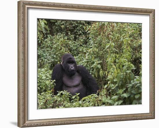 Silverback Mountain Gorilla, Amongst Vegetation, Zaire-Staffan Widstrand-Framed Photographic Print