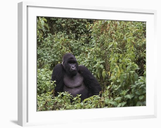 Silverback Mountain Gorilla, Amongst Vegetation, Zaire-Staffan Widstrand-Framed Photographic Print