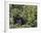 Silverback Mountain Gorilla, Amongst Vegetation, Zaire-Staffan Widstrand-Framed Photographic Print