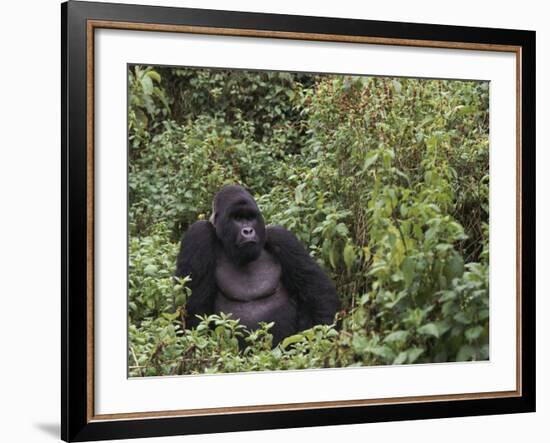 Silverback Mountain Gorilla, Amongst Vegetation, Zaire-Staffan Widstrand-Framed Photographic Print