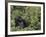 Silverback Mountain Gorilla, Amongst Vegetation, Zaire-Staffan Widstrand-Framed Photographic Print