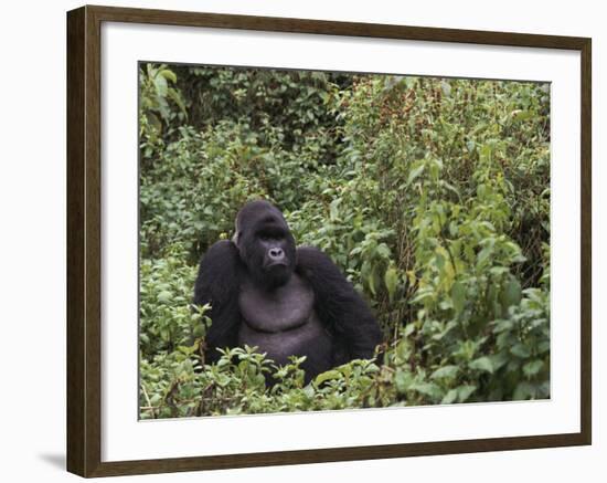 Silverback Mountain Gorilla, Amongst Vegetation, Zaire-Staffan Widstrand-Framed Photographic Print