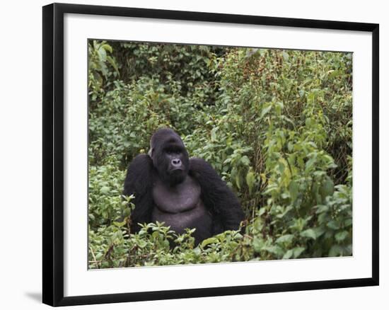 Silverback Mountain Gorilla, Amongst Vegetation, Zaire-Staffan Widstrand-Framed Photographic Print