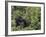 Silverback Mountain Gorilla, Amongst Vegetation, Zaire-Staffan Widstrand-Framed Photographic Print