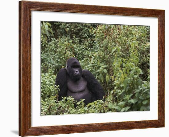 Silverback Mountain Gorilla, Amongst Vegetation, Zaire-Staffan Widstrand-Framed Photographic Print