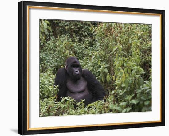 Silverback Mountain Gorilla, Amongst Vegetation, Zaire-Staffan Widstrand-Framed Photographic Print