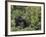 Silverback Mountain Gorilla, Amongst Vegetation, Zaire-Staffan Widstrand-Framed Photographic Print