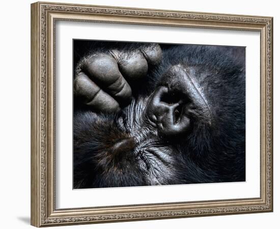 Silverback Mountain gorilla face with eyes closed, Virunga-Uri Golman-Framed Photographic Print