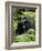 Silverback Mountain Gorilla (Gorilla Gorilla Beringei), Group 13, Volcanoes National Park, Rwanda-James Hager-Framed Photographic Print