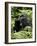 Silverback Mountain Gorilla (Gorilla Gorilla Beringei), Group 13, Volcanoes National Park, Rwanda-James Hager-Framed Photographic Print