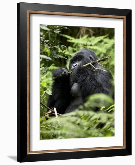 Silverback Mountain Gorilla (Gorilla Gorilla Beringei), Group 13, Volcanoes National Park, Rwanda-James Hager-Framed Photographic Print