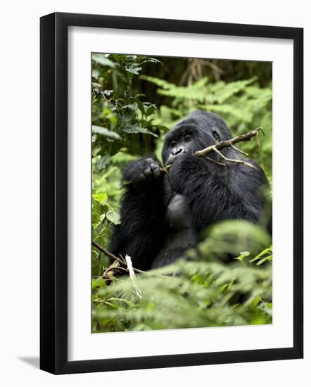 Silverback Mountain Gorilla (Gorilla Gorilla Beringei), Group 13, Volcanoes National Park, Rwanda-James Hager-Framed Photographic Print