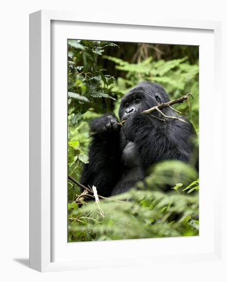 Silverback Mountain Gorilla (Gorilla Gorilla Beringei), Group 13, Volcanoes National Park, Rwanda-James Hager-Framed Photographic Print