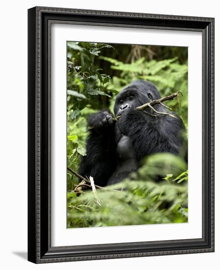 Silverback Mountain Gorilla (Gorilla Gorilla Beringei), Group 13, Volcanoes National Park, Rwanda-James Hager-Framed Photographic Print