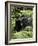 Silverback Mountain Gorilla (Gorilla Gorilla Beringei), Group 13, Volcanoes National Park, Rwanda-James Hager-Framed Photographic Print