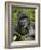 Silverback Mountain Gorilla (Gorilla Gorilla Beringei), Group 13, Volcanoes National Park, Rwanda-James Hager-Framed Photographic Print