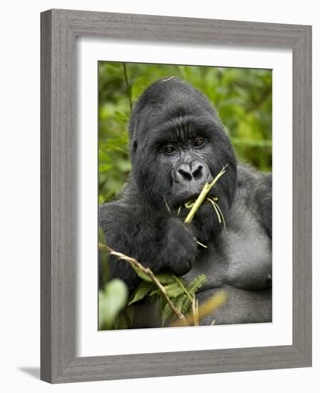 Silverback Mountain Gorilla (Gorilla Gorilla Beringei), Group 13, Volcanoes National Park, Rwanda-James Hager-Framed Photographic Print