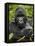 Silverback Mountain Gorilla (Gorilla Gorilla Beringei), Group 13, Volcanoes National Park, Rwanda-James Hager-Framed Premier Image Canvas