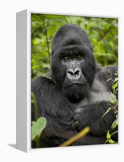 Silverback Mountain Gorilla (Gorilla Gorilla Beringei), Group 13, Volcanoes National Park, Rwanda-James Hager-Framed Premier Image Canvas