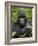 Silverback Mountain Gorilla (Gorilla Gorilla Beringei), Group 13, Volcanoes National Park, Rwanda-James Hager-Framed Photographic Print