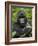 Silverback Mountain Gorilla (Gorilla Gorilla Beringei), Group 13, Volcanoes National Park, Rwanda-James Hager-Framed Photographic Print