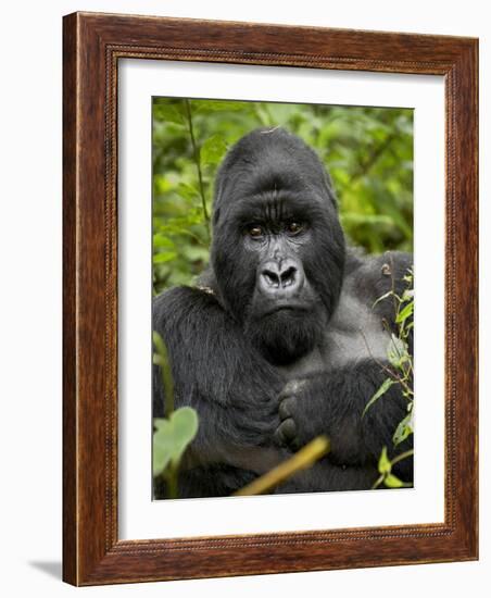 Silverback Mountain Gorilla (Gorilla Gorilla Beringei), Group 13, Volcanoes National Park, Rwanda-James Hager-Framed Photographic Print