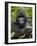 Silverback Mountain Gorilla (Gorilla Gorilla Beringei), Group 13, Volcanoes National Park, Rwanda-James Hager-Framed Photographic Print