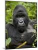 Silverback Mountain Gorilla (Gorilla Gorilla Beringei), Group 13, Volcanoes National Park, Rwanda-James Hager-Mounted Photographic Print