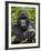 Silverback Mountain Gorilla (Gorilla Gorilla Beringei), Group 13, Volcanoes National Park, Rwanda-James Hager-Framed Photographic Print