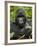 Silverback Mountain Gorilla (Gorilla Gorilla Beringei), Group 13, Volcanoes National Park, Rwanda-James Hager-Framed Photographic Print