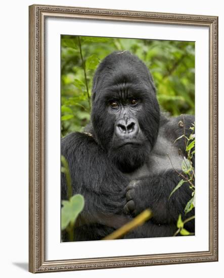 Silverback Mountain Gorilla (Gorilla Gorilla Beringei), Group 13, Volcanoes National Park, Rwanda-James Hager-Framed Photographic Print