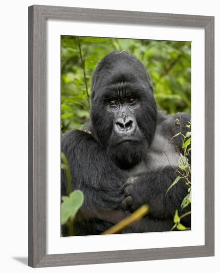 Silverback Mountain Gorilla (Gorilla Gorilla Beringei), Group 13, Volcanoes National Park, Rwanda-James Hager-Framed Photographic Print