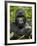 Silverback Mountain Gorilla (Gorilla Gorilla Beringei), Group 13, Volcanoes National Park, Rwanda-James Hager-Framed Photographic Print