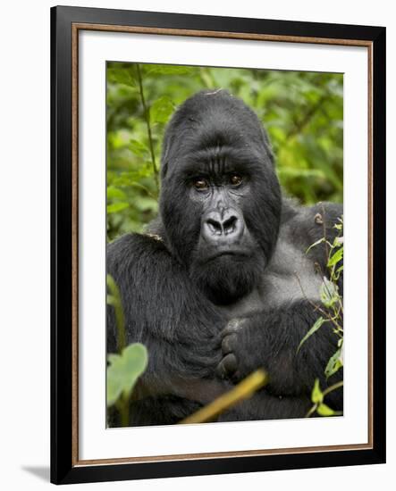 Silverback Mountain Gorilla (Gorilla Gorilla Beringei), Group 13, Volcanoes National Park, Rwanda-James Hager-Framed Photographic Print