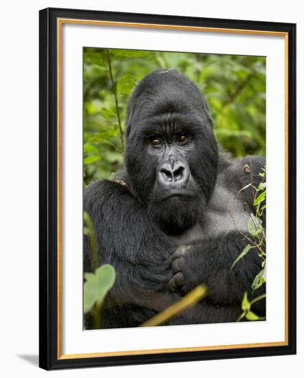 Silverback Mountain Gorilla (Gorilla Gorilla Beringei), Group 13, Volcanoes National Park, Rwanda-James Hager-Framed Photographic Print