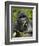 Silverback Mountain Gorilla (Gorilla Gorilla Beringei), Group 13, Volcanoes National Park, Rwanda-James Hager-Framed Photographic Print