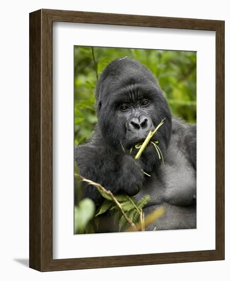 Silverback Mountain Gorilla (Gorilla Gorilla Beringei), Group 13, Volcanoes National Park, Rwanda-James Hager-Framed Photographic Print