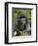 Silverback Mountain Gorilla (Gorilla Gorilla Beringei), Group 13, Volcanoes National Park, Rwanda-James Hager-Framed Photographic Print