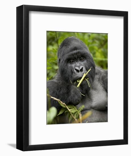 Silverback Mountain Gorilla (Gorilla Gorilla Beringei), Group 13, Volcanoes National Park, Rwanda-James Hager-Framed Photographic Print